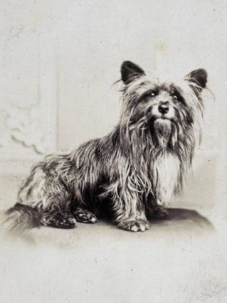 Fotografia supuestamente de Greyfriars Bobby