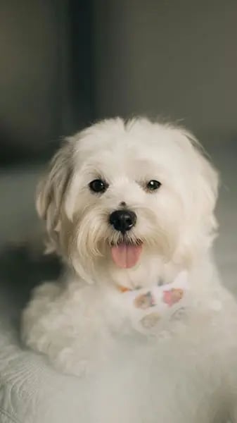 cachorror de bichón maltés