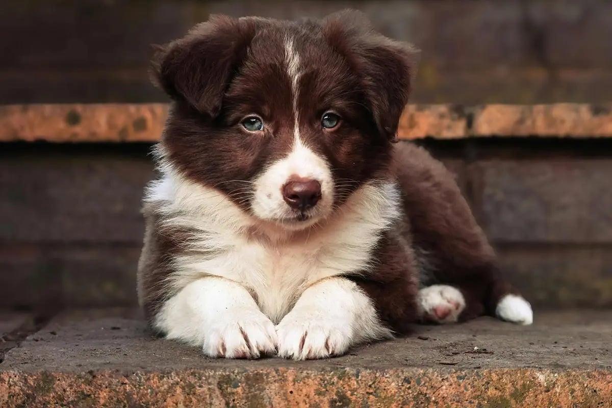 border-collie-cadell