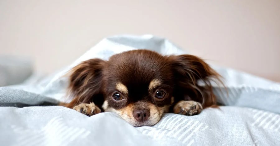 cachorro de chihuahua