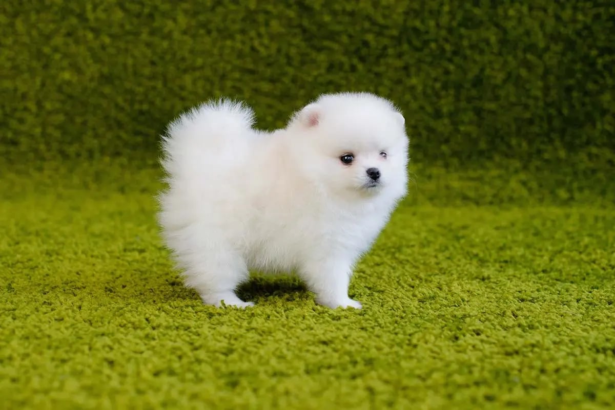 cachorro de pomerania