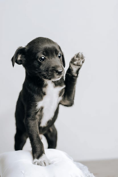 Cachorro fuerte y sano
