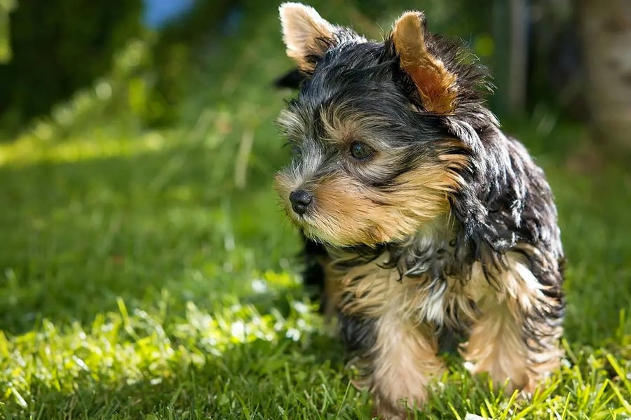 cachorro de yorkshire terrier