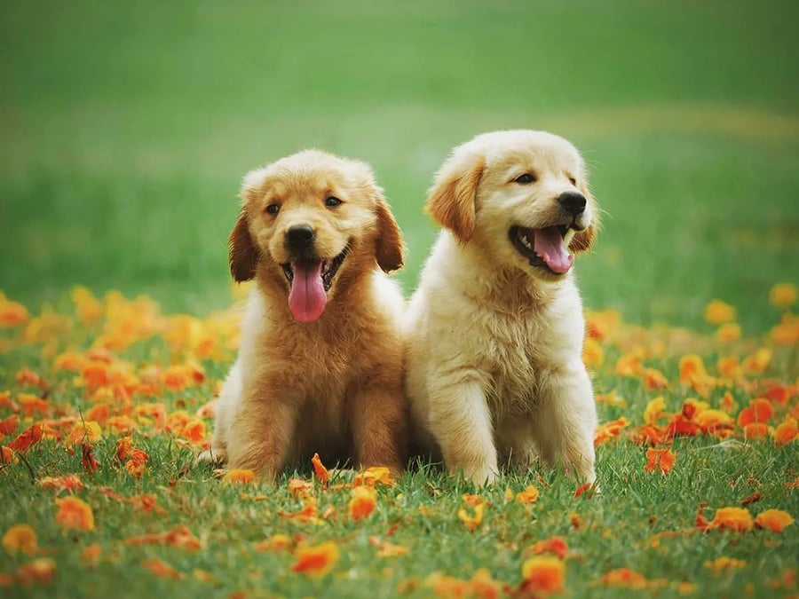 cachorros de labrador retriever