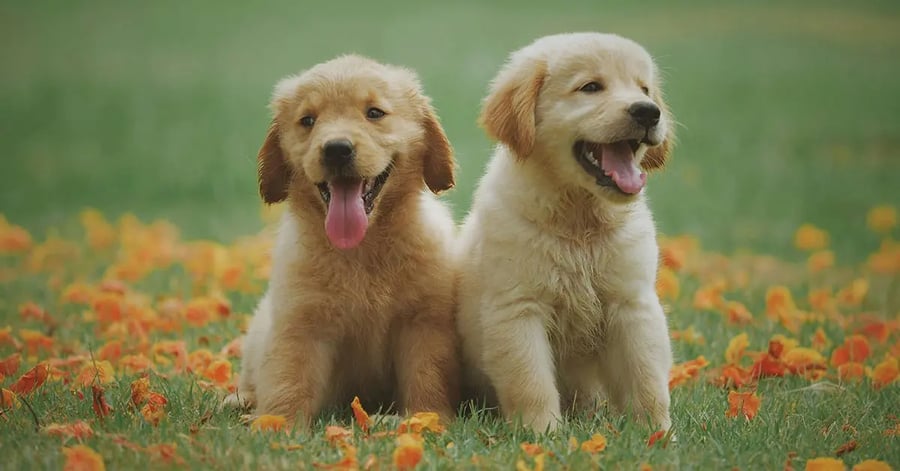 cachorros-golden-retriever
