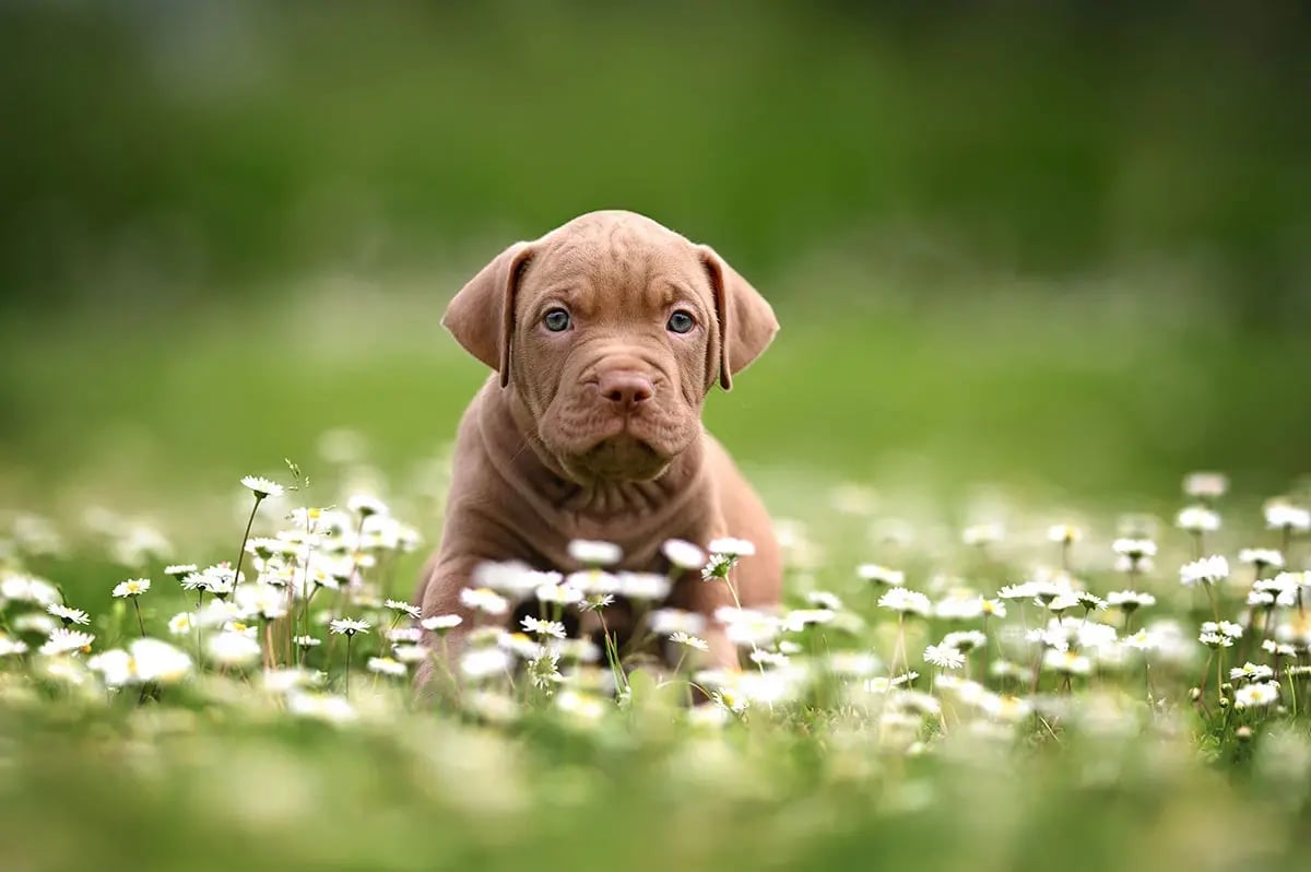 cadell d'american staffordshire terrier