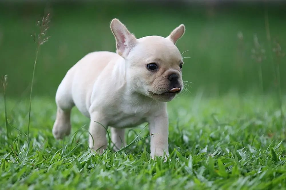 cadell de bulldog francès