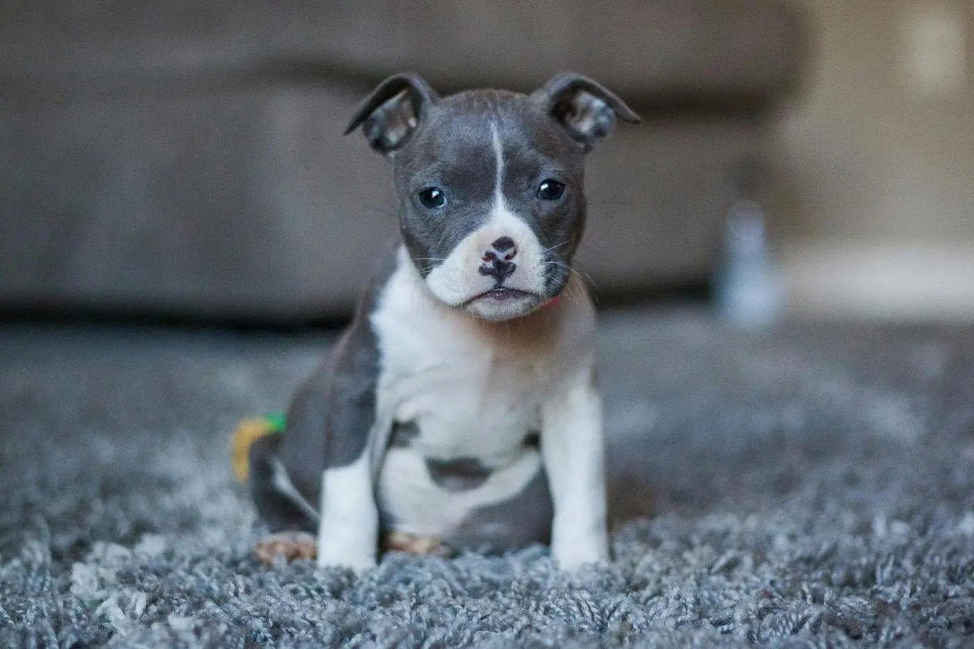 cadell de pit bull terrier america