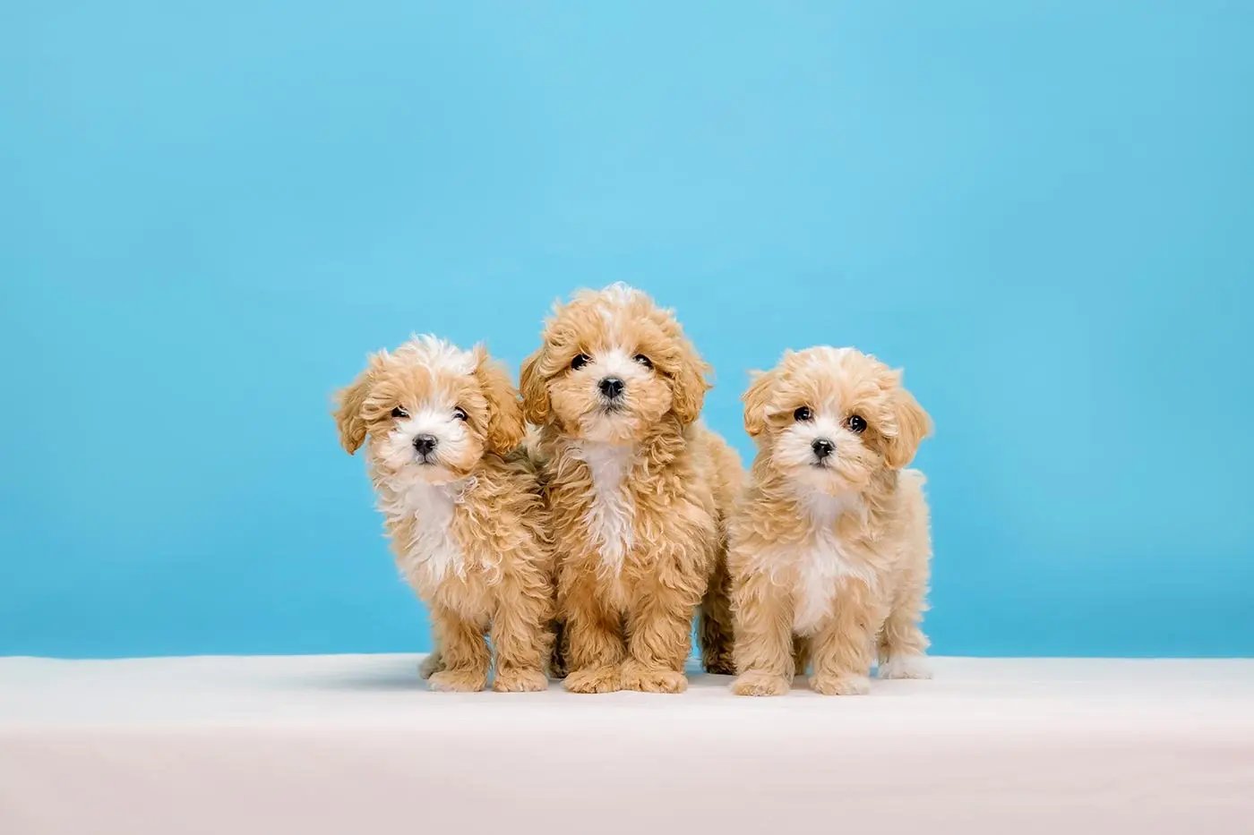 cadells-de-caniche-poodle