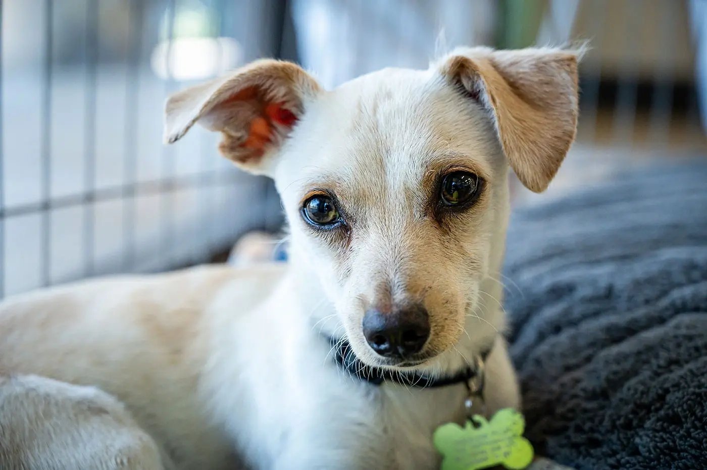 como_adoptar_un_perro