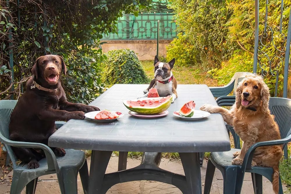 Menjar fresc per a gossos quan fa calor