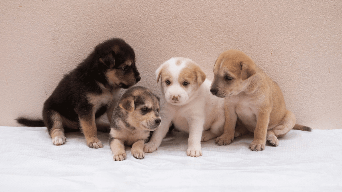 cuatro-cachorros-socializando