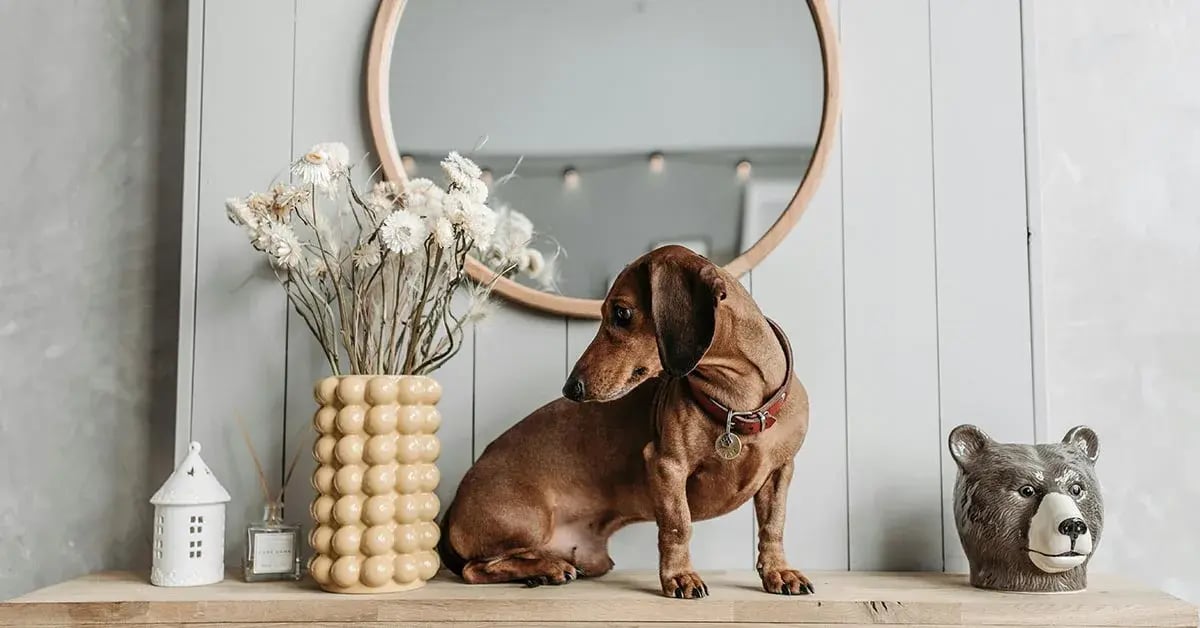 Historia y características de los perros Teckel