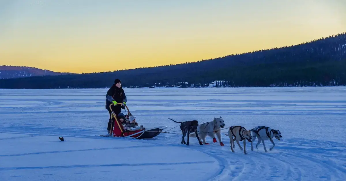 Perros adaptados al frío