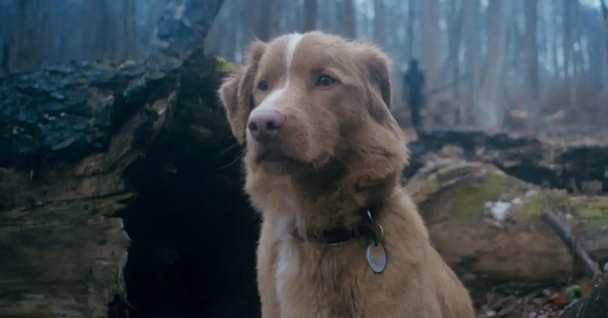 Indy, el perro actor en Good Boy