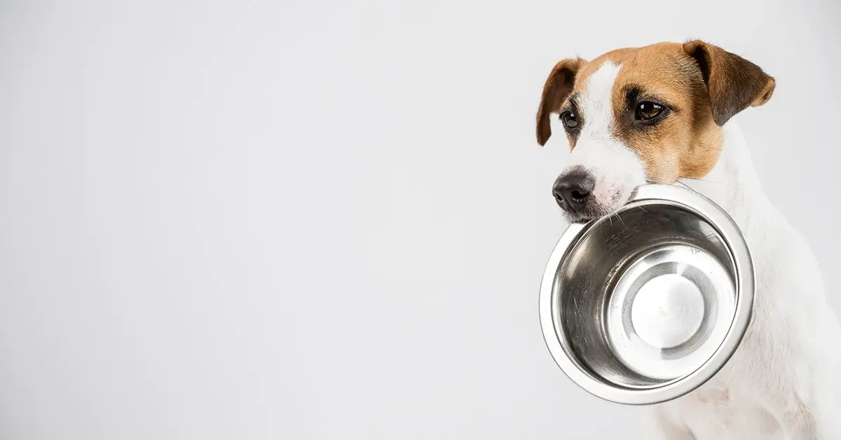 Cómo la alimentación húmeda cuida a tu perro en verano frente al calor