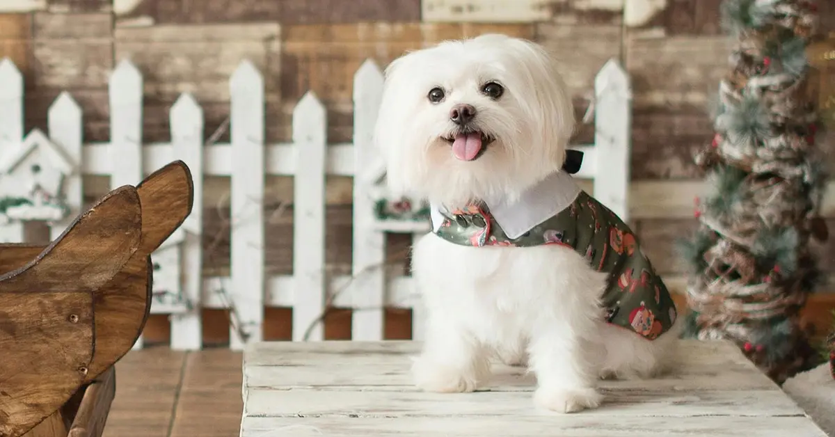 Bichon maltès, el gos peluix