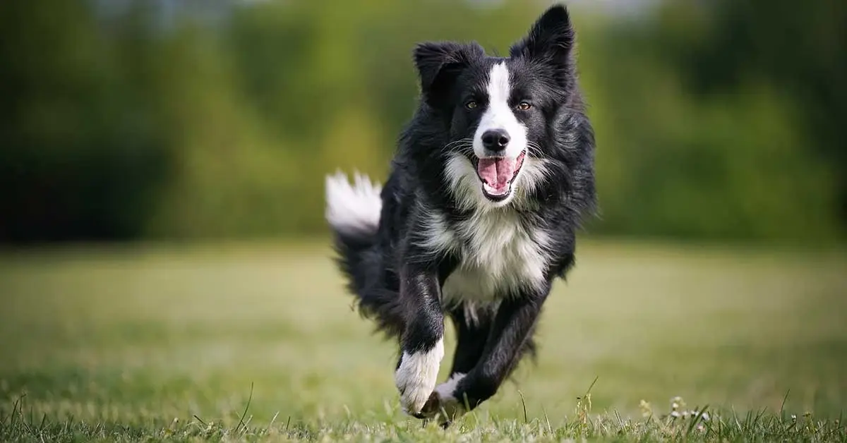 Border collie: intel·ligència i energia en estat pur