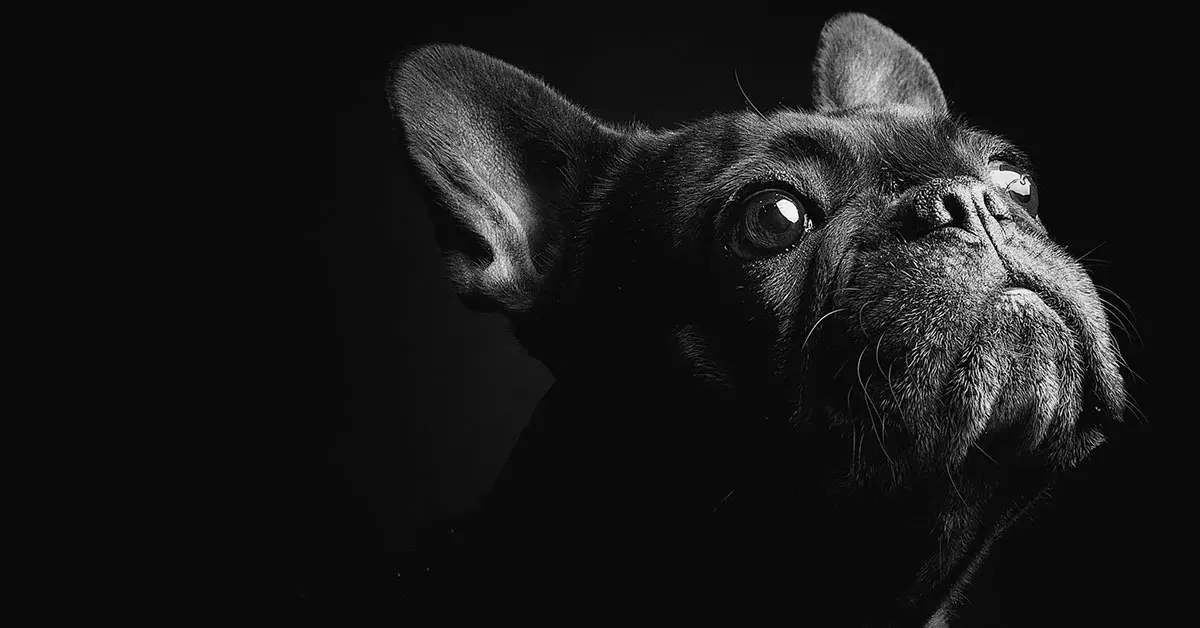 Bulldog Francès: el rei de la ciutat