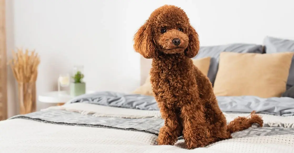 Caniche o poodle: tot el que vols saber sobre aquesta raça elegant i intel·ligent
