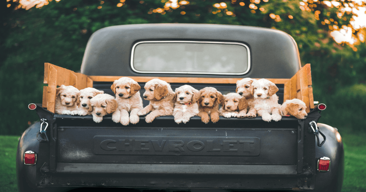 Cachorros sanos y felices a la aventura
