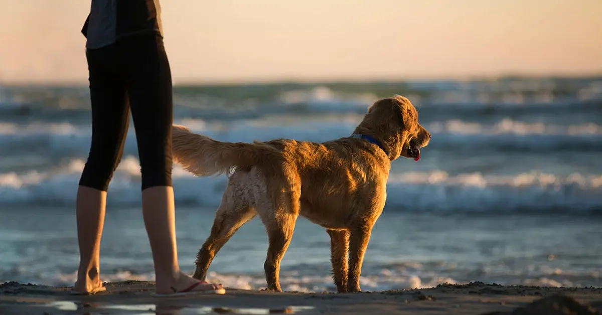 Golden Retriever: probablemente, la raza de perro más famosa.