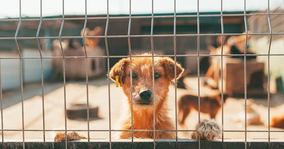 Guía práctica para adoptar un perro