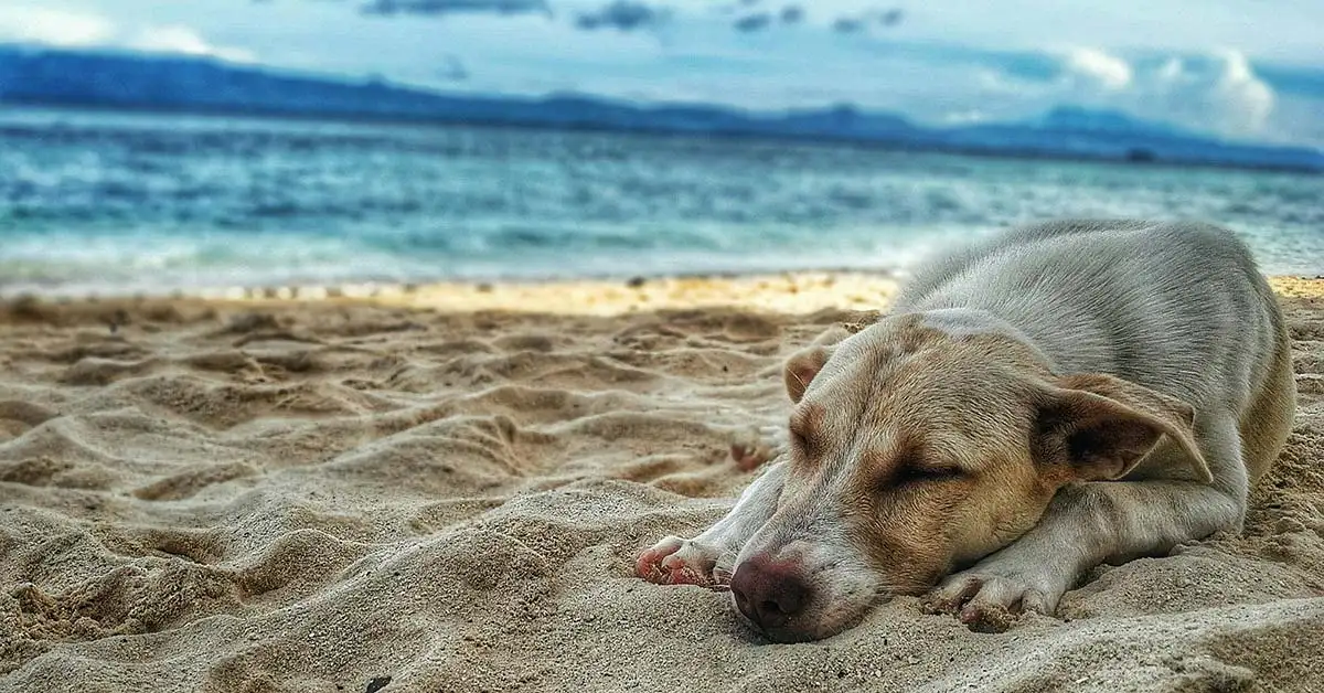 Descanso seguro en la playa: perro relajado bajo sombra para evitar el golpe de calor