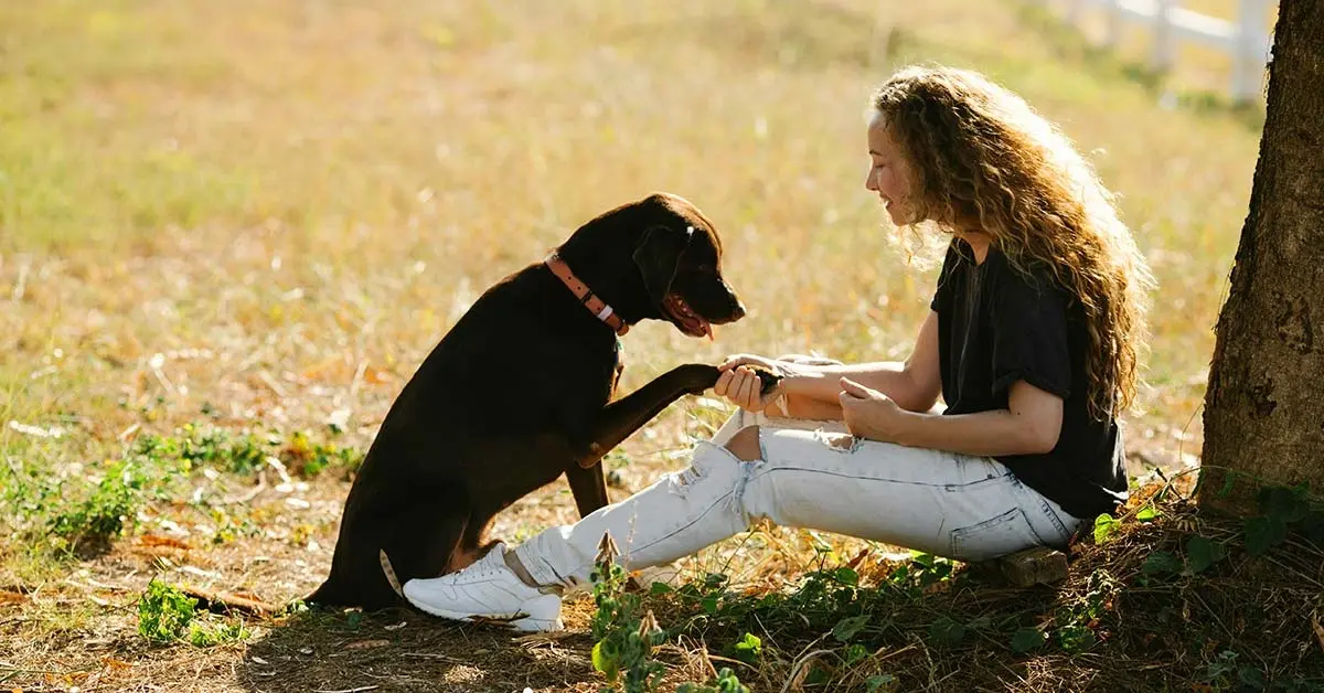 Labrador Retriever: el gos que estirava el paper de vàter.