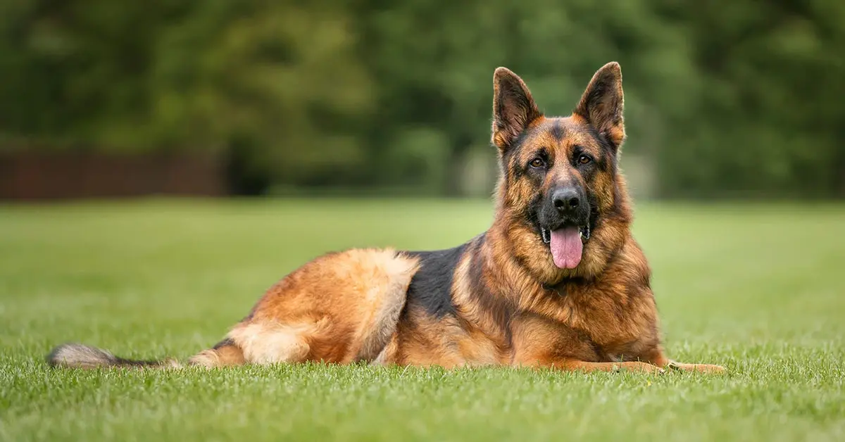 Pastor Alemany: la guia completa de la raça canina més versàtil