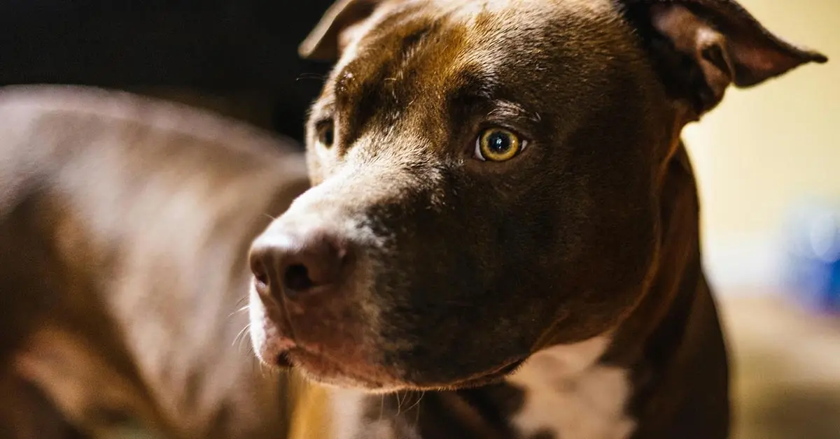 Pitbull Terrier Americà: Guia completa sobre aquesta raça incompresa