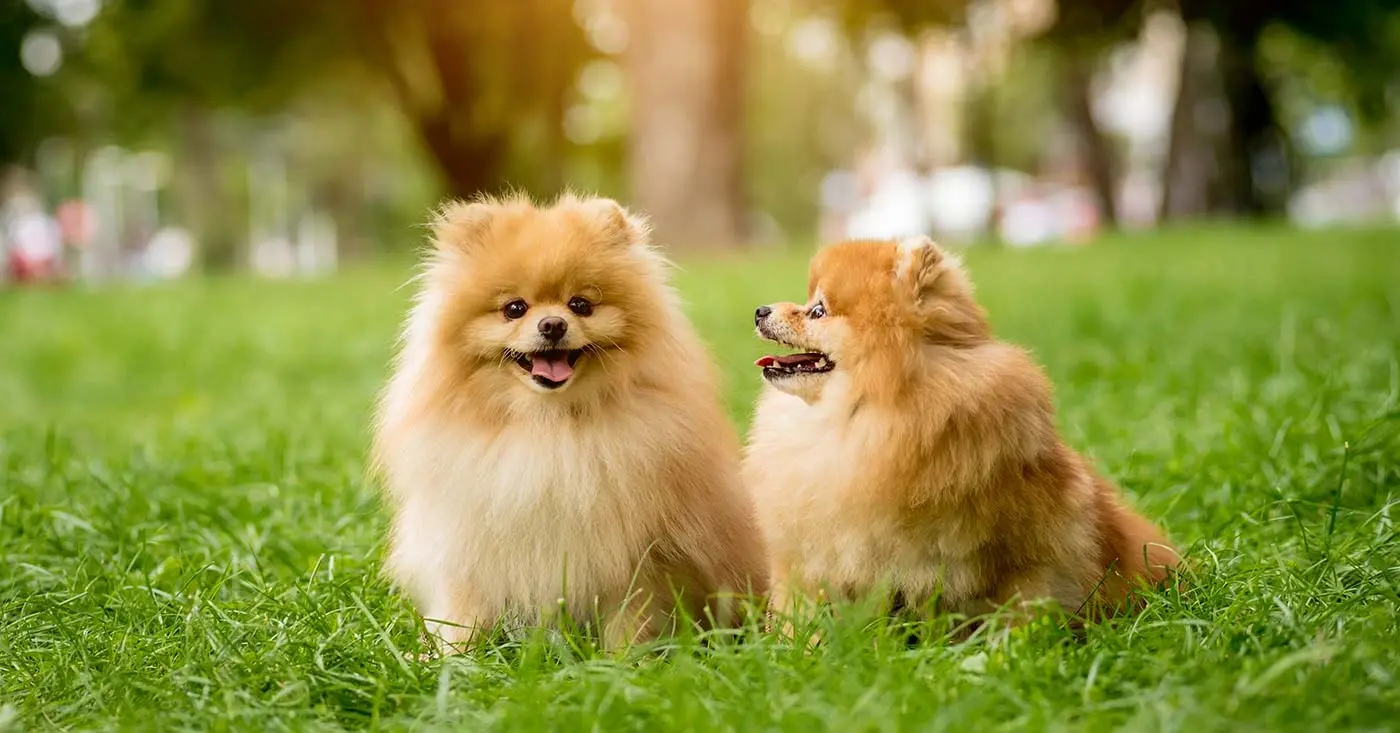 Pomerania: guia completa sobre la raça de gos miniatura més popular