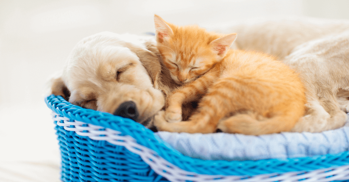 Socialización entre perro y gato