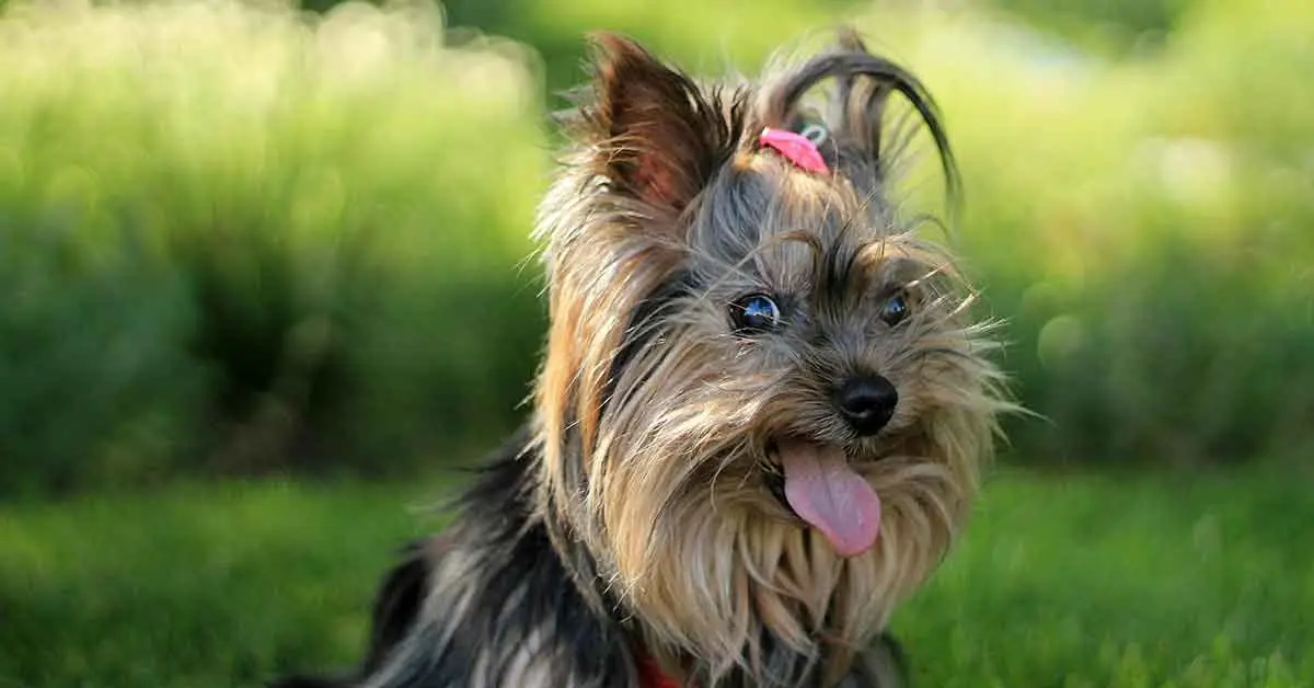 Los Yorkshire Terrier: tamaño pequeño de gran personalidad